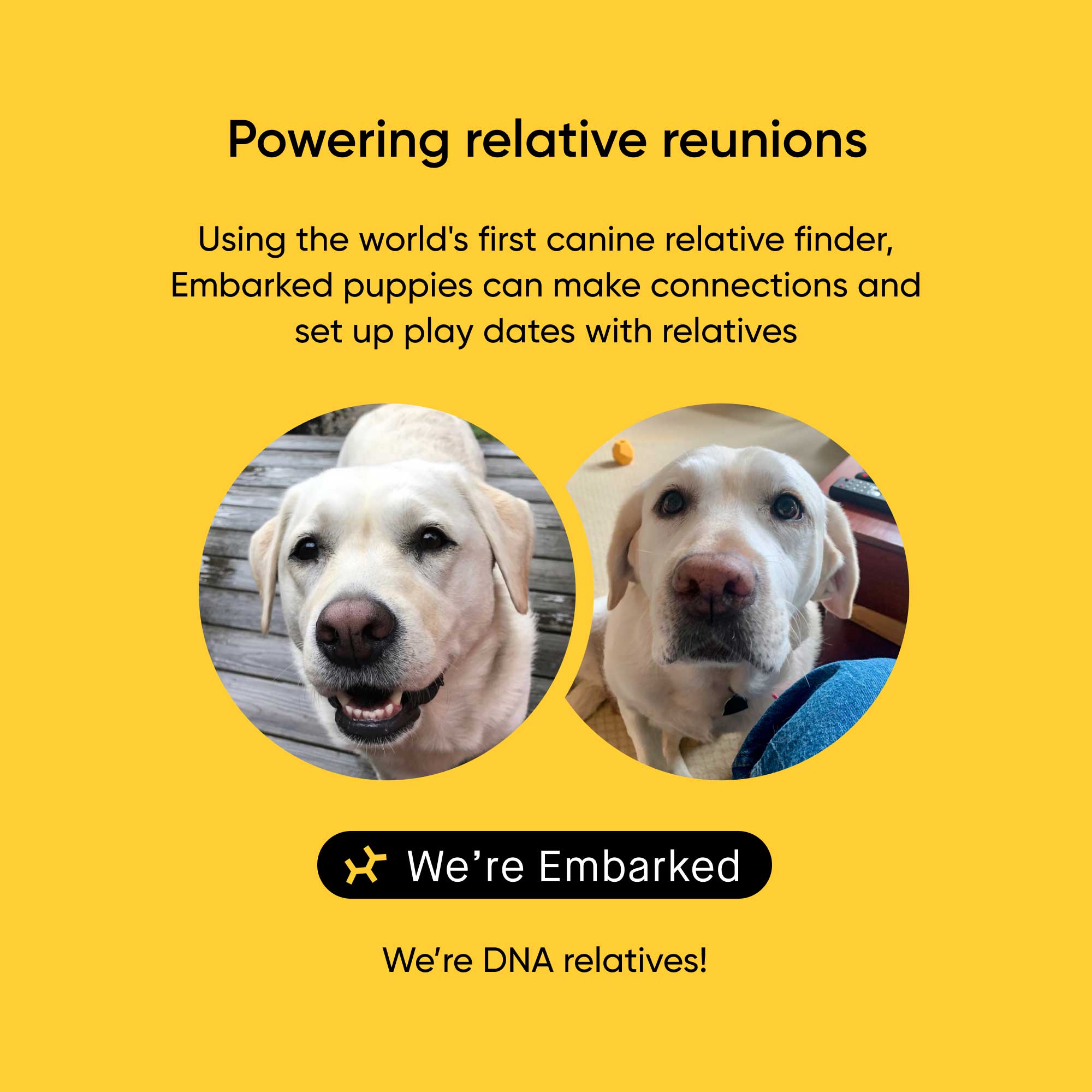 Embark Puppy Partner DNA Test - Image 2